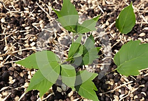 Bean plant sprouts, growing through the soil's surface.AI Generated